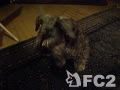 動画:お腹がぐーぐー、おねだり犬